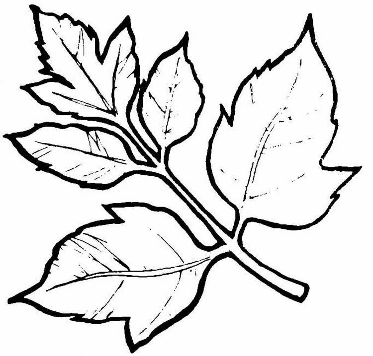 Кленовый лист раскраска