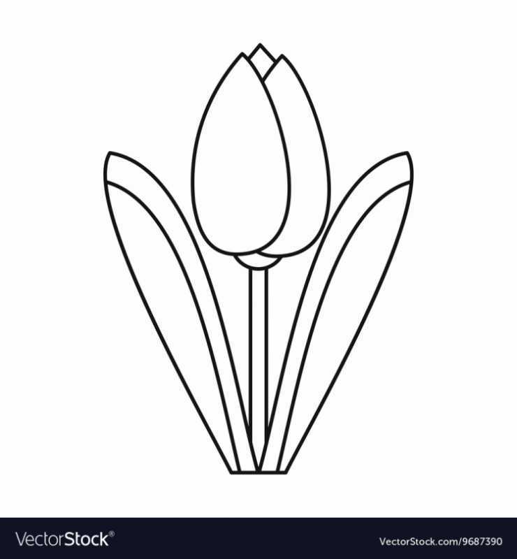 Тюльпан раскраска
