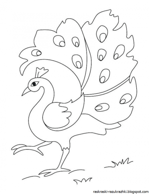 Павлин. Раскраска