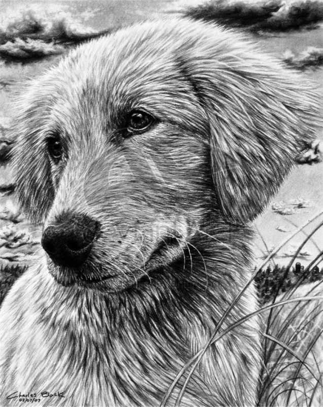 Бездомные животные рисунки