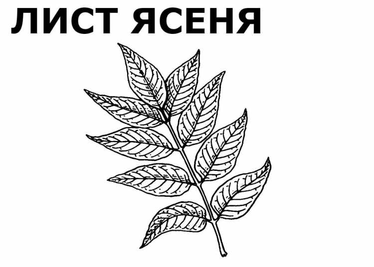 Лист ясеня трафарет