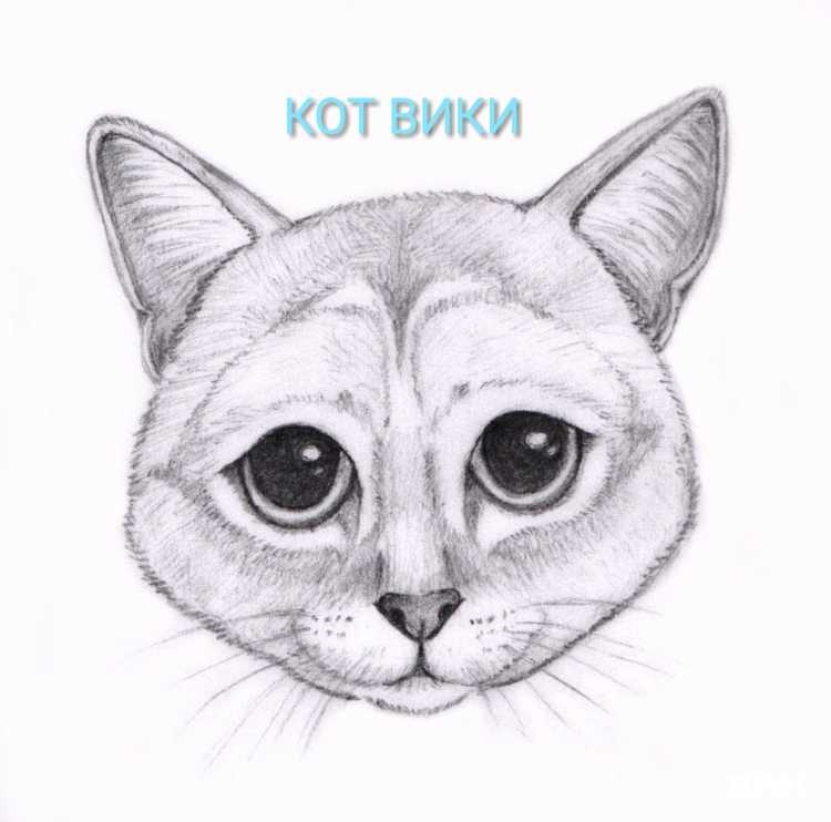 Мордочка кота карандашом