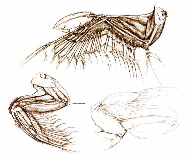 Ангел смерти