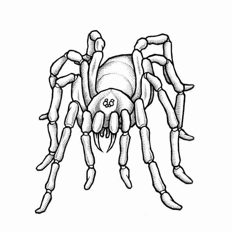 Раскраски антистресс насекомые