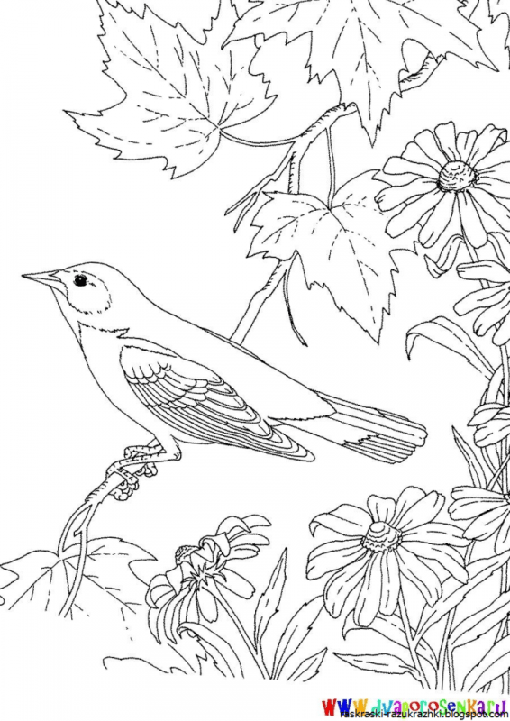 Птицы. Раскраска