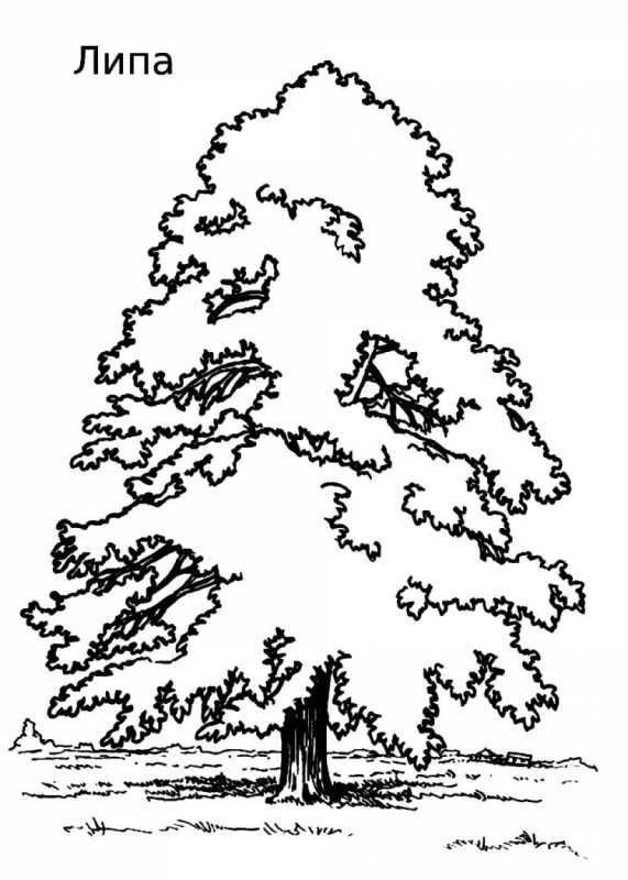 Нарисовать березу