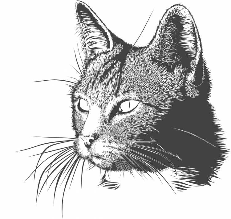 Кошка Графика
