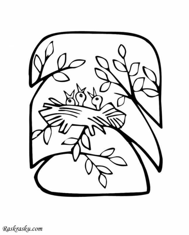 Раскраски природа птицы