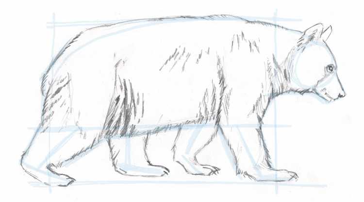 Белый медведь простым карандашом