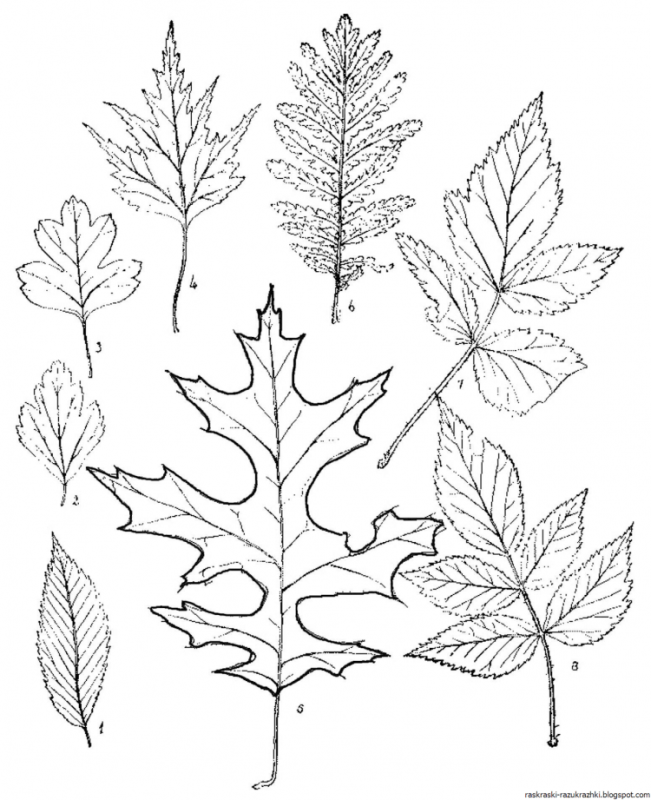 Лист вяза рисунок