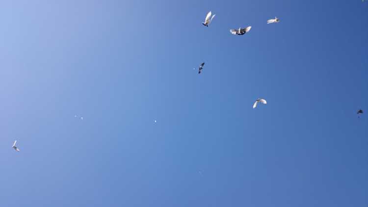 Белая птица