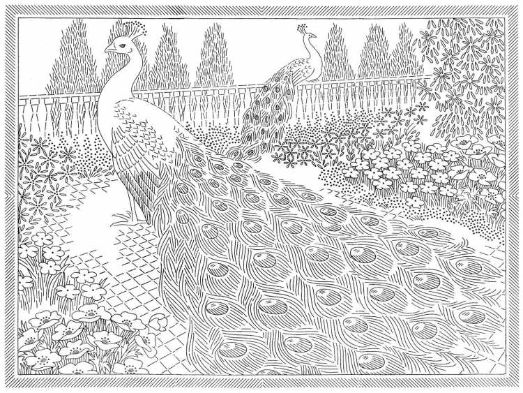 Волшебная птица раскраска для детей