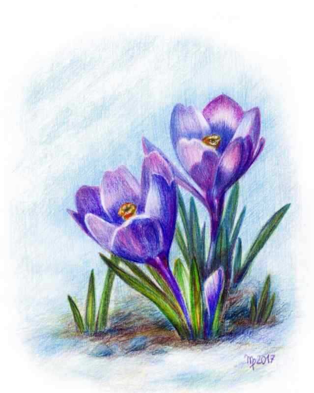 Подснежники заготовки для рисования