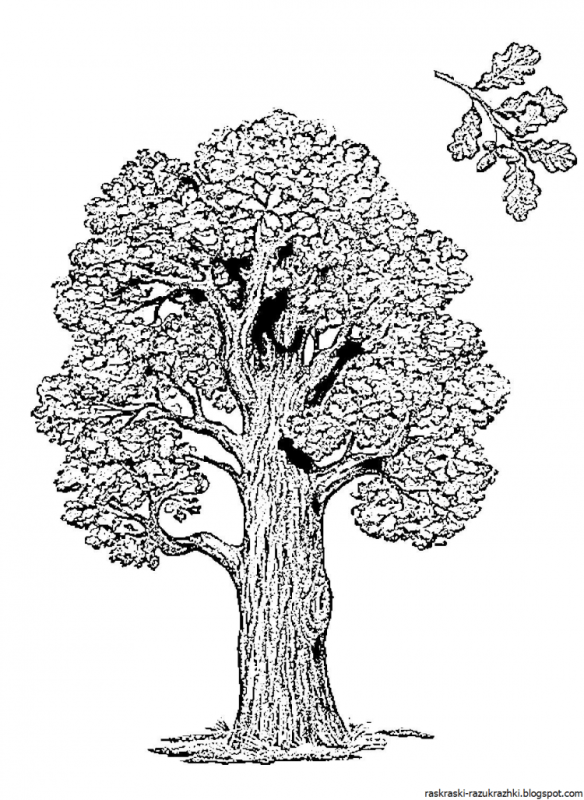 Семейное дерево раскраска