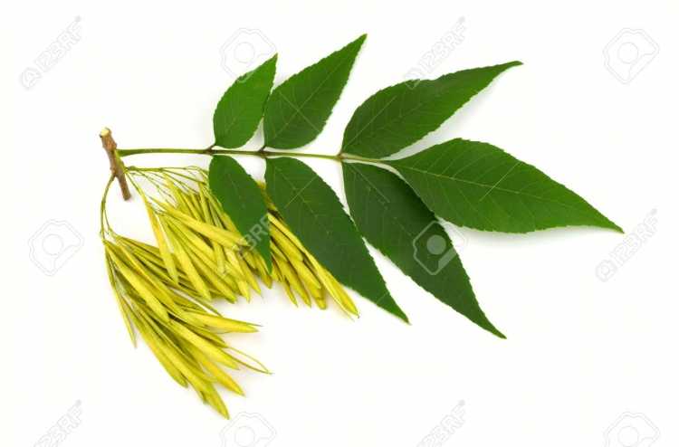 Веточка ясеня