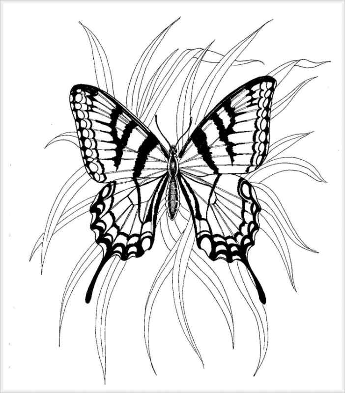Бабочка рисунок
