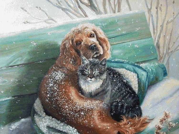 Защита бездомных животных