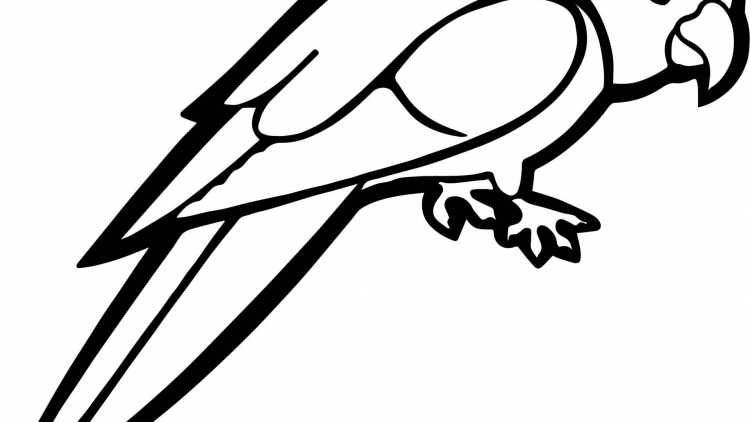 Раскраска попугай