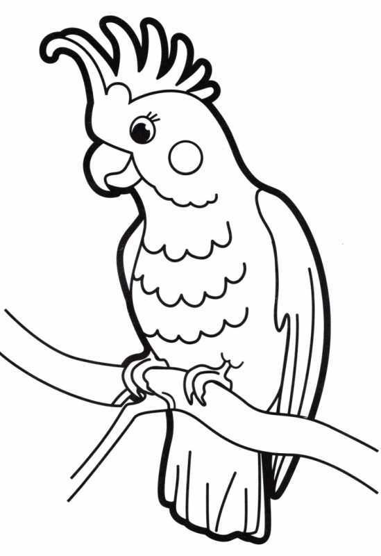 Раскраски попугайчики милые