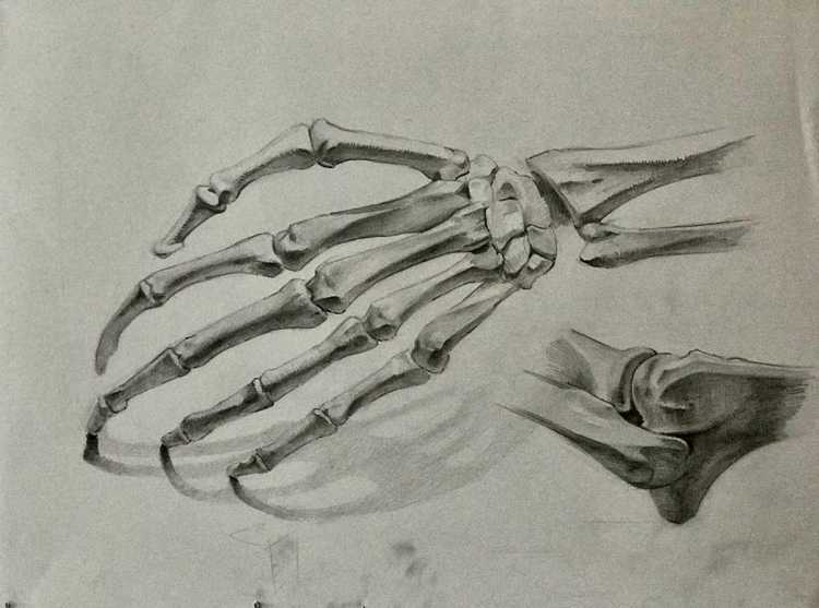 Анатомия кисти