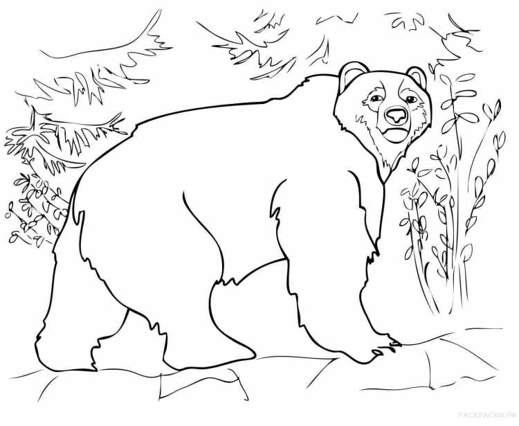 Раскраска Лесные животные