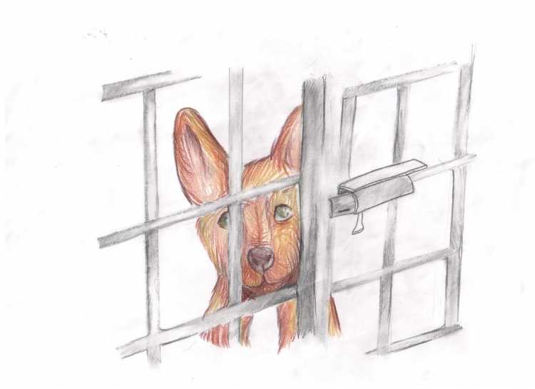 Зарисовки домашних животных карандашом