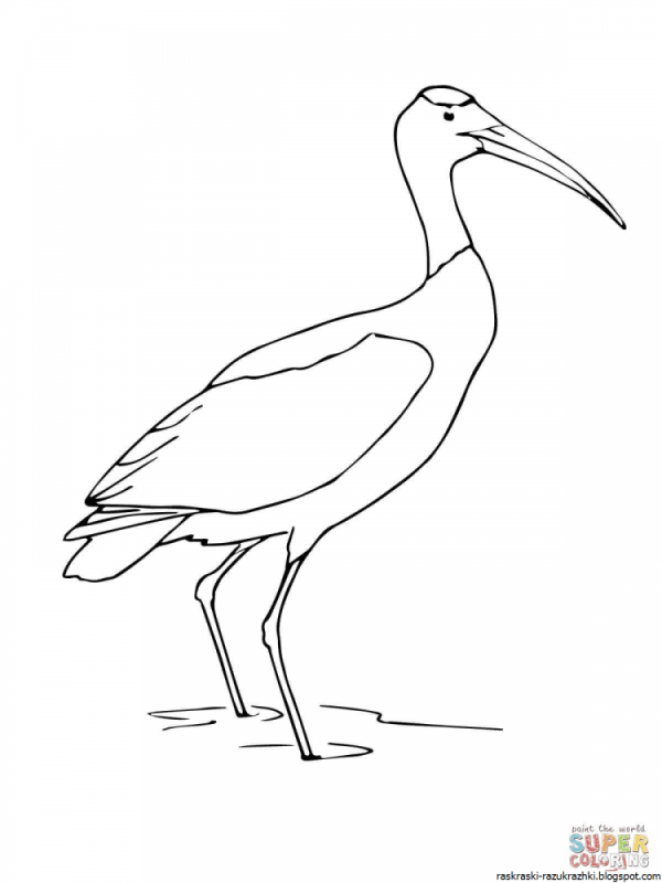 Аист раскраска
