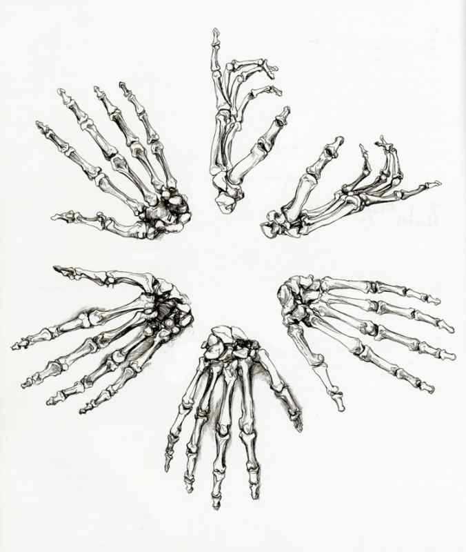 Скелет кисти руки человека референс