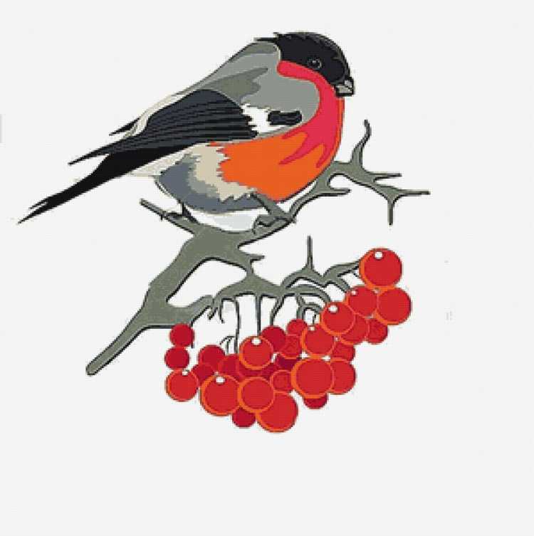 Снегирь раскраска