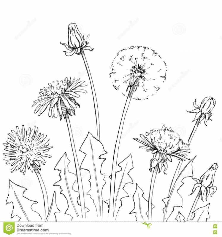 Поэтапное рисование одуванчика