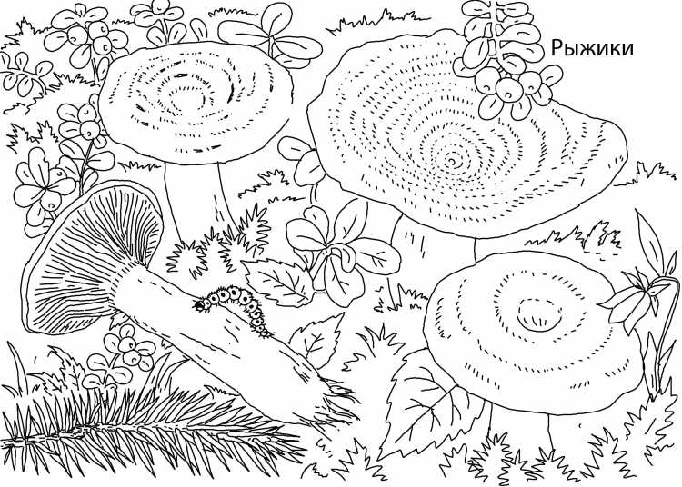 Раскраска для малышей гриб мухомор