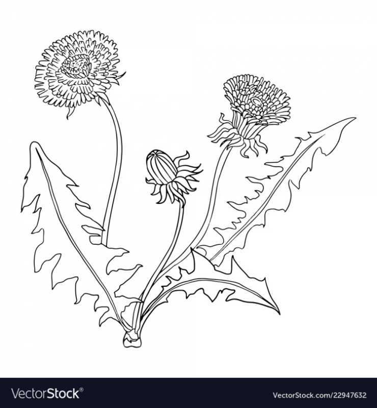 Васильки раскраска для детей