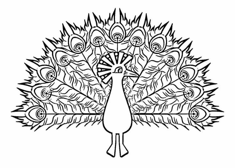 Павлин. Раскраска