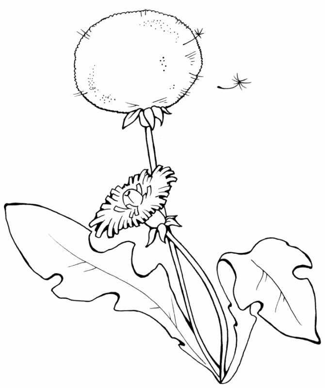 Одуванчик раскраска