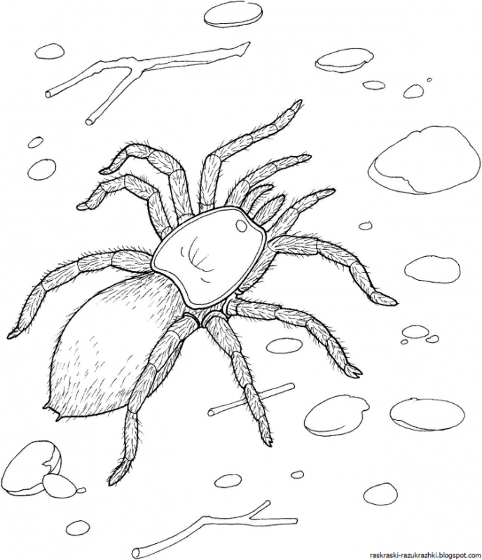 Паук Тарантул раскраска