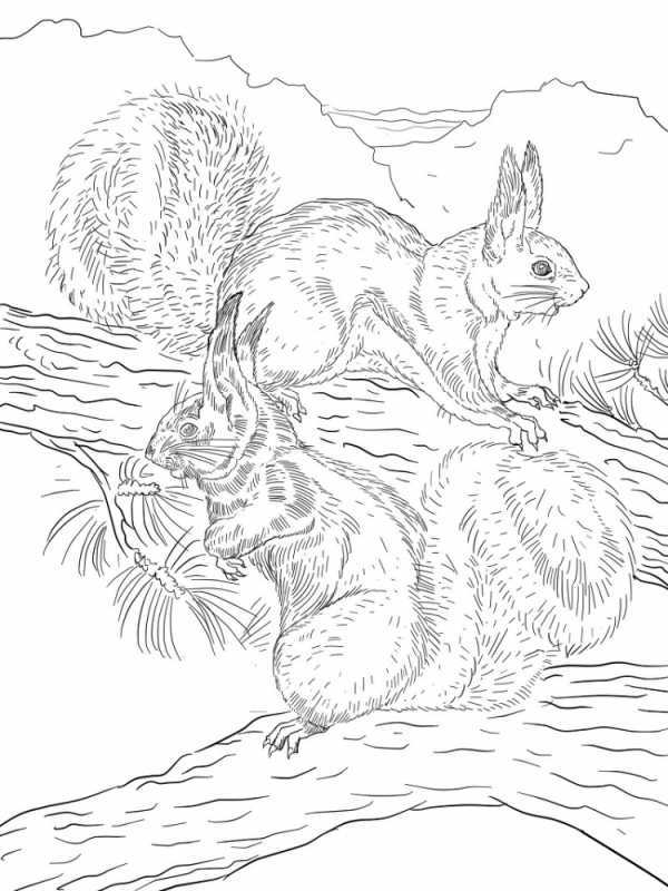 Раскраска Белочка с орешками