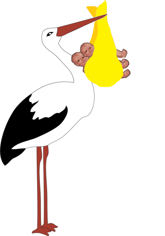 Аист на белом фоне