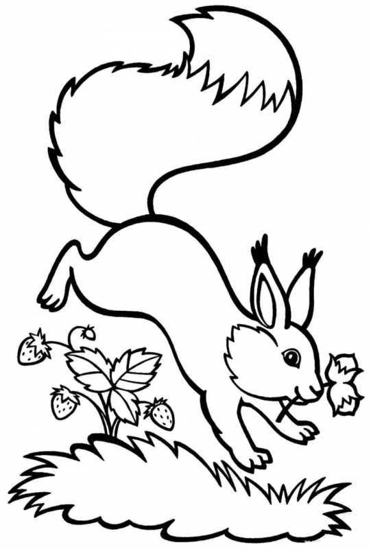 Раскраски для девочек Белочка