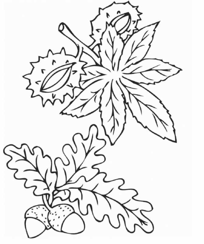 Листья раскраска