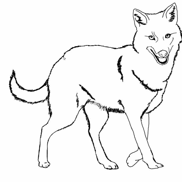 Волки Балто лайны