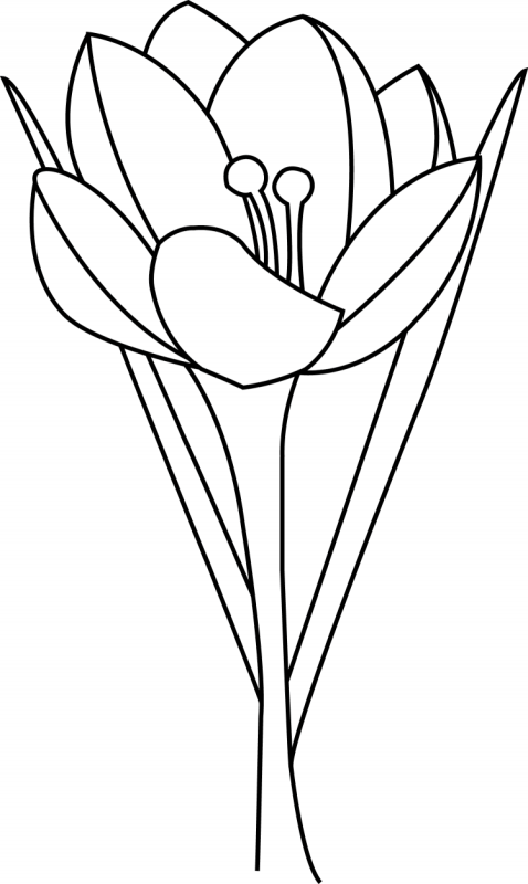 Тюльпаны карандашом