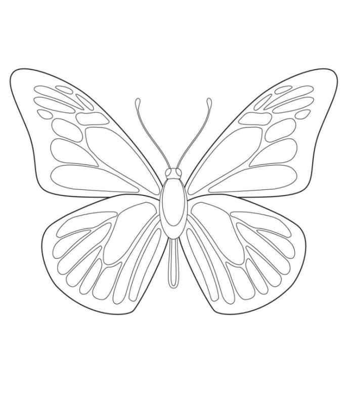 Шаблон бабочки