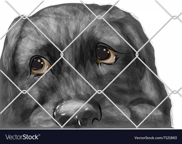 Животные карандашом