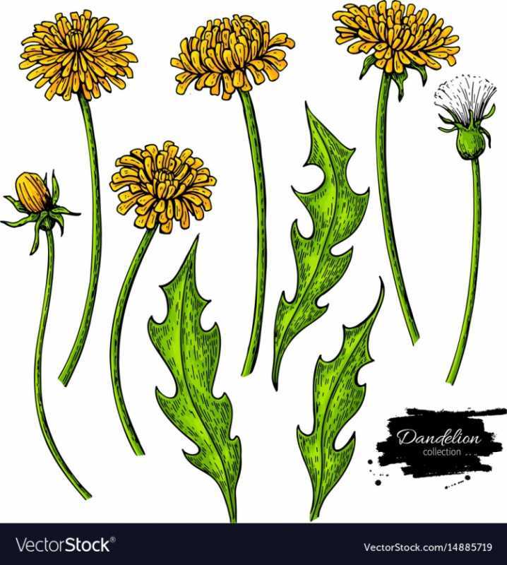 Букет одуванчиков Sketch