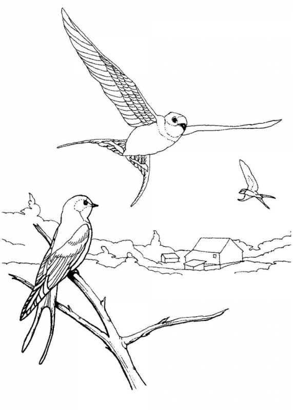Рисование ласточки