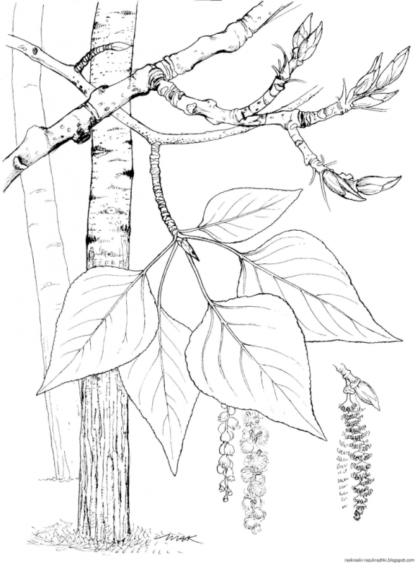 Дерево раскраска