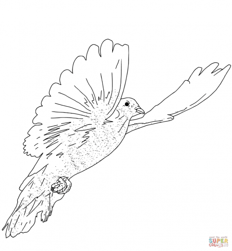 Голубь рисунок