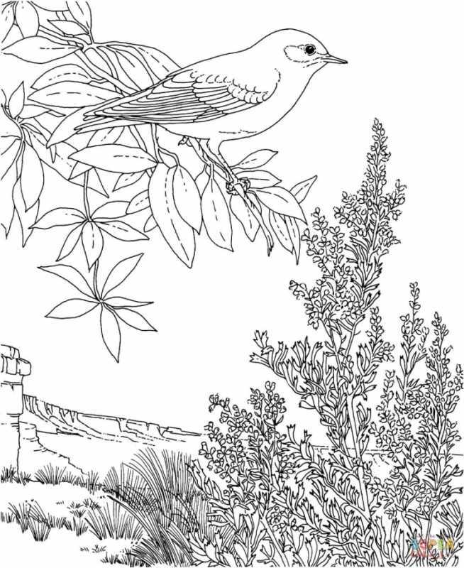 Птицы. Раскраска