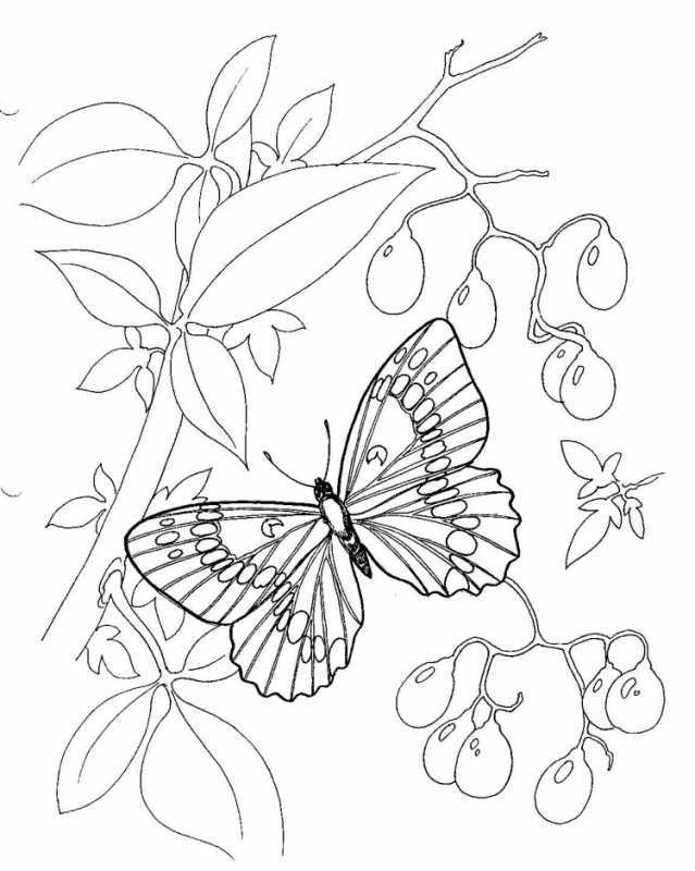 Раскраска насекомые на лугу для детей