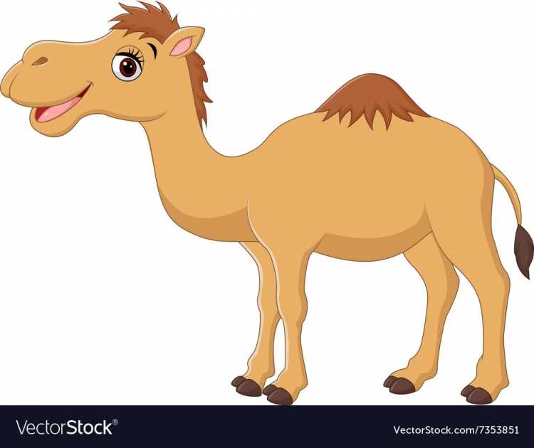 Верблюд раскраска для детей